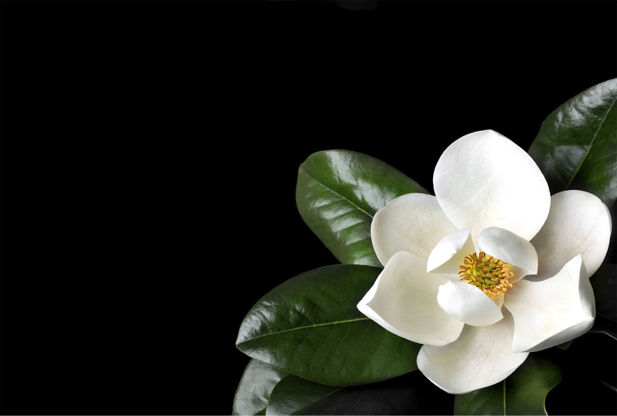 Magnolien Apotheke